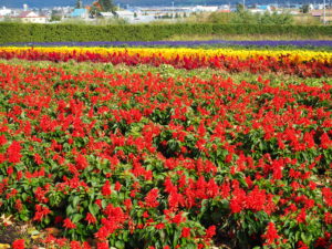 Flowers in farm Tomita