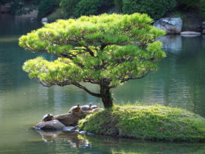 Turtles in Shukkei-en, Hiroshima