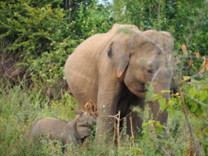 Mother elephant and her calf in the Udawalawe National Park