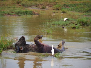 Buffalo bathing in the Udawalawe National Park