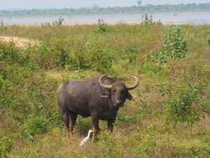 An intense stare from a buffalo in Udawalawe