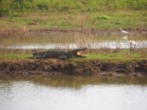 A crocodile relaxes in the Udawalawe National Park