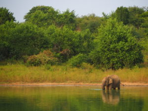 An elephant enjoys a drink at a waterhole in the Udawalawe National Park
