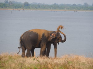 Bath time for the Elephants at Udawalawe National Park, Sri Lanka