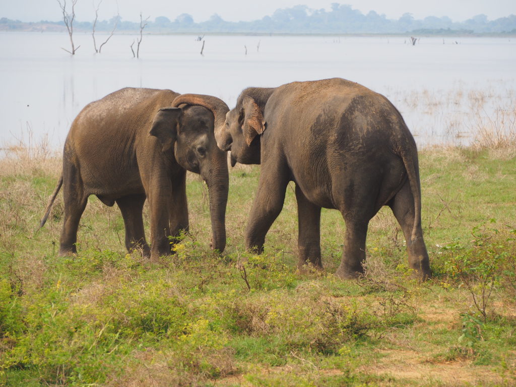 Elephants play fighting