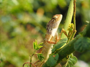 Lizard sitting in a tree, Udawalawe