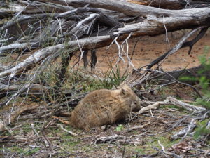 Wombat eating on Maria Island