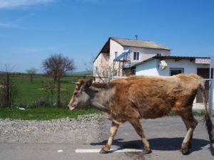 A cow in road, Georgi