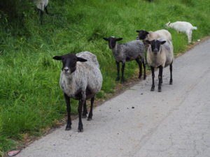 Sheep taking a stroll in Ivanovka