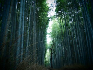 Arashiyama Bamboo Grove, Kyoto