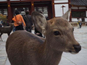 Deer in Nara