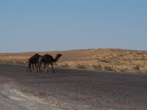 Camels crossing the the highway
