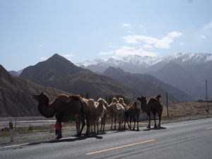 Camels on the Karakoram Highway