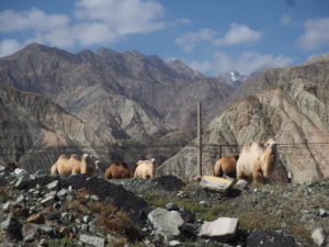 Camels on the Karakoram Highway