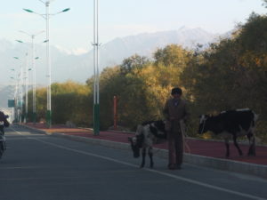 A herder takes his cows across the road in Tashkurgan