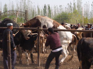 A bull nearly gets loose at Kashgar's Sunday Livestock Market