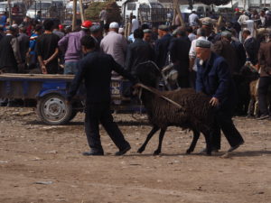 A sheep is taken away by his new owner