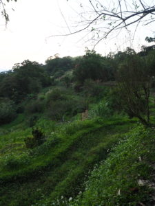 Tea plantations in Maokong