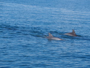 Bottlenose dolphins swimming in Jervis Bay