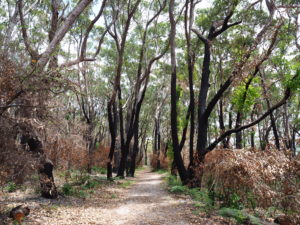 Forrest Hike in the Booderee National Park 