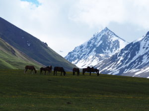 Horses enjoying a snack at Kol Ukok