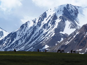 Horses at Kol Ukok