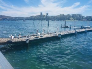 Pelicans at Batemans Bay 