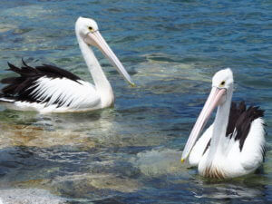 Pelicans relaxing in Narooma