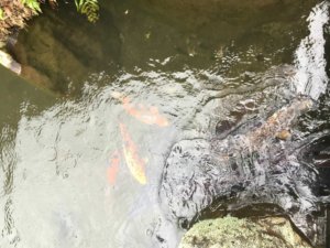 Koi in drains