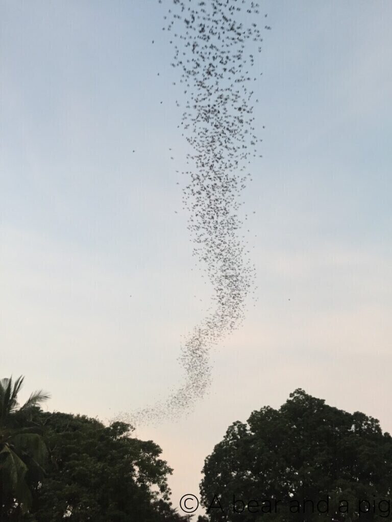 Bats in Battambang